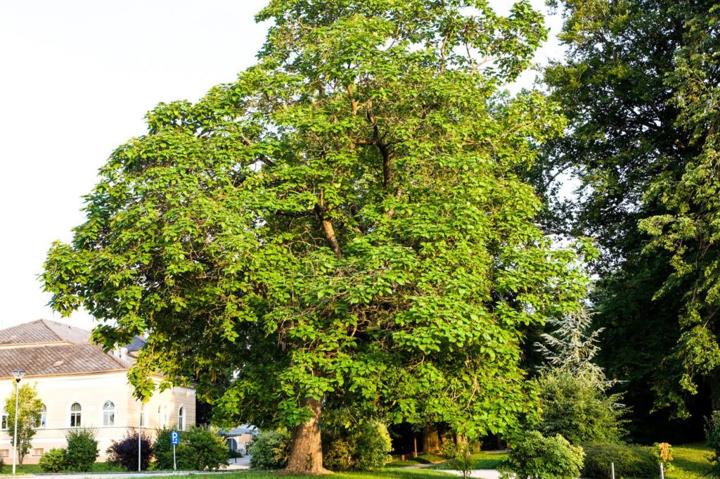 Trompetenbaum