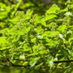 Blätter des Amur-Ahorns