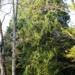 28 stämmiger Riesen-Lebensbaum